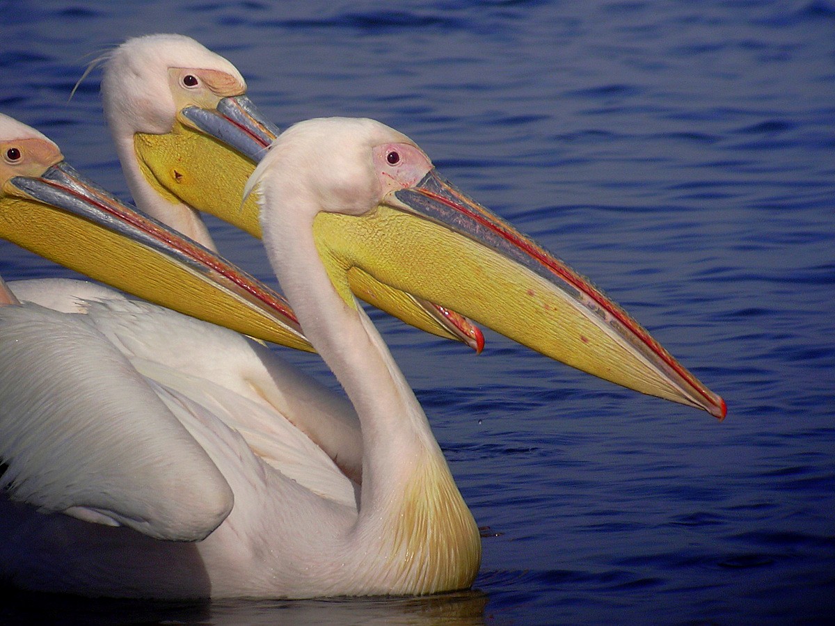 Great White Pelican - Carmelo López Abad