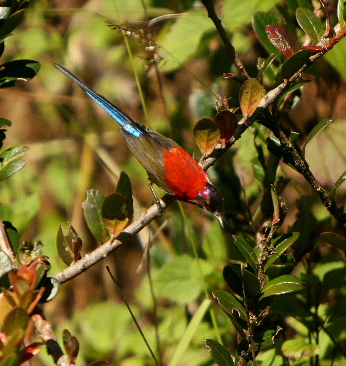 Mrs. Gould's Sunbird (Scarlet-breasted) - Carmelo López Abad