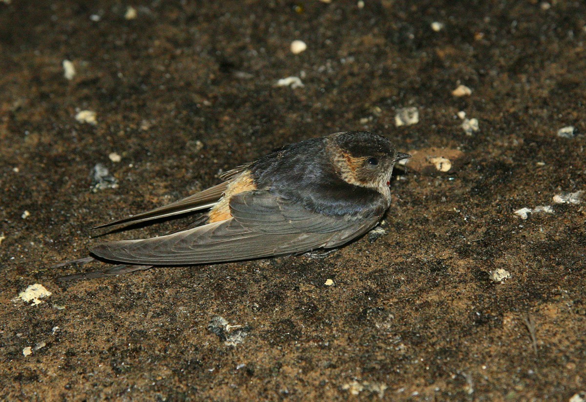 Red-rumped Swallow (Red-rumped) - Carmelo López Abad