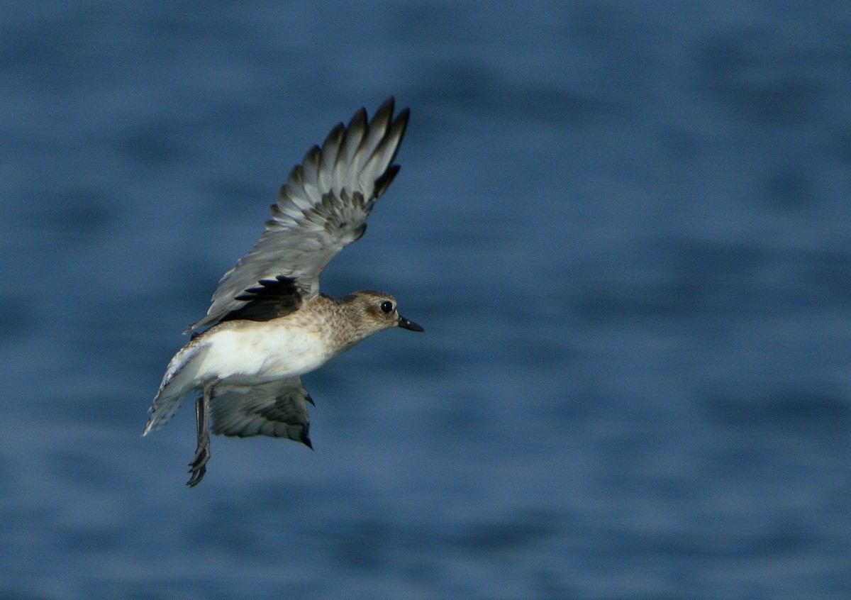 Black-bellied Plover - Carmelo López Abad