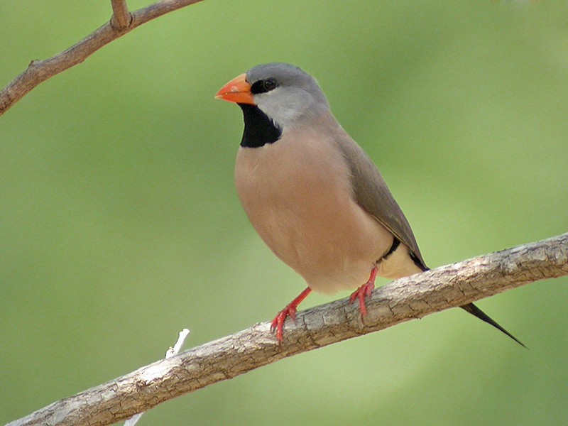 Finch (Australia) Thunderbird