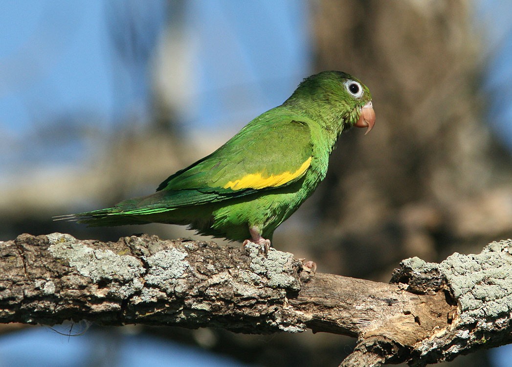 Yellow-chevroned Parakeet - Aleix Comas