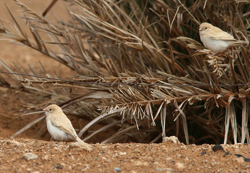 Desert Sparrow - Aleix Comas