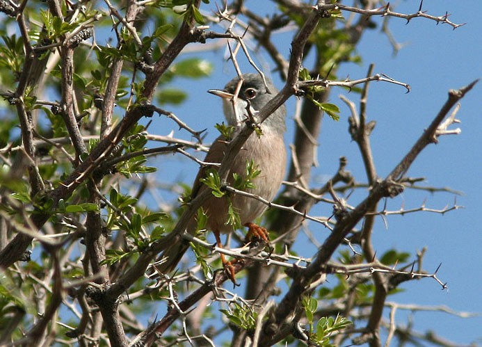 Spectacled Warbler - ML205212691