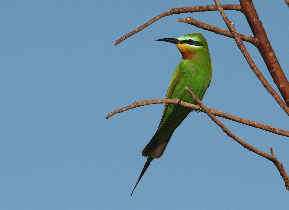Blue-cheeked Bee-eater - Aleix Comas