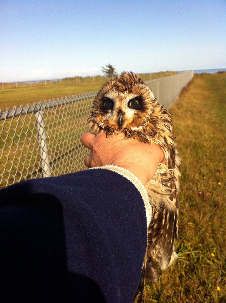 Short-eared Owl - ML20521341