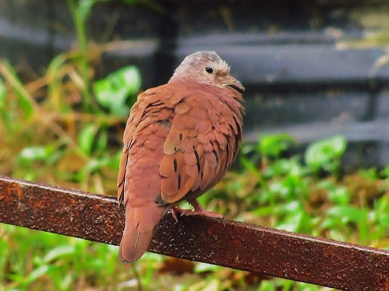 Ruddy Ground Dove - nigel lallsingh