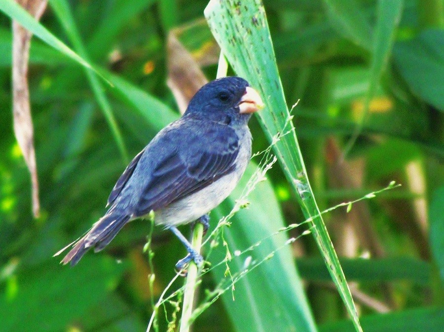 Gray Seedeater - ML205213581