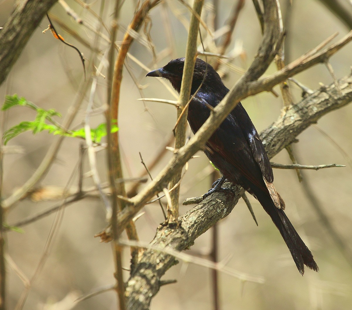 Square-tailed Drongo - Carmelo López Abad