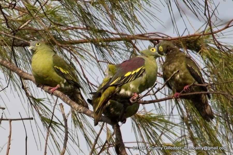 Gray-cheeked Green-Pigeon - Mat Gilfedder