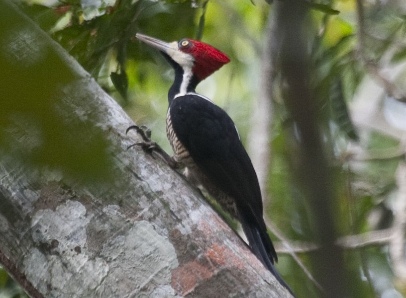 Crimson-crested Woodpecker - Dave Rintoul