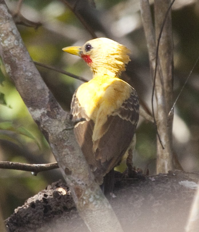 Cream-colored Woodpecker - ML205214361