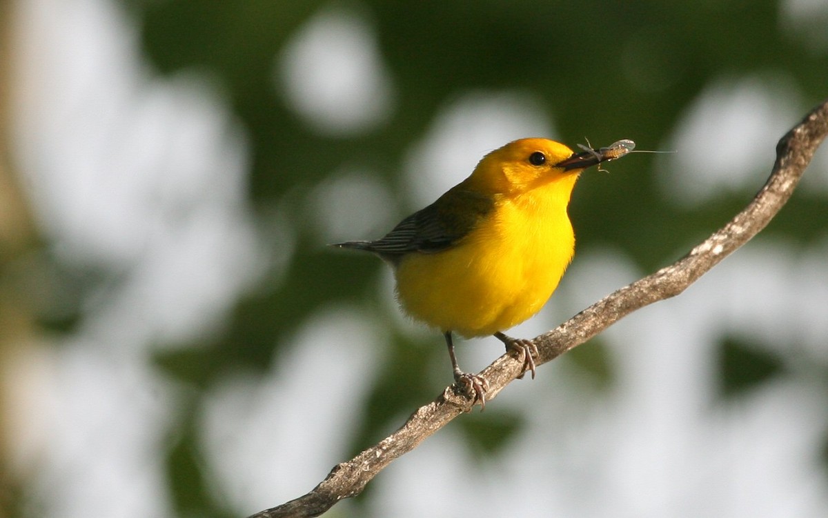 Prothonotary Warbler - Dave Rintoul