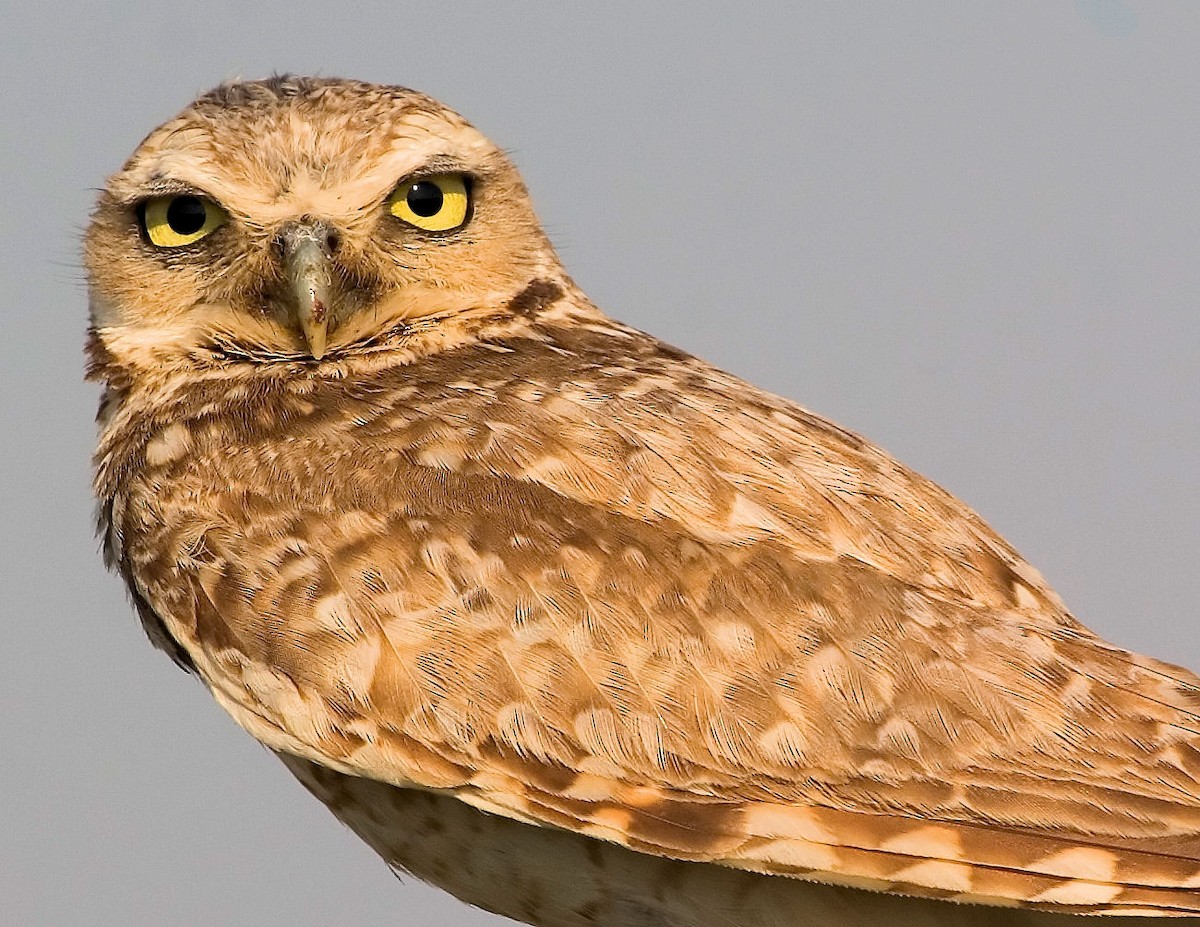 Burrowing Owl (Western) - Dave Rintoul