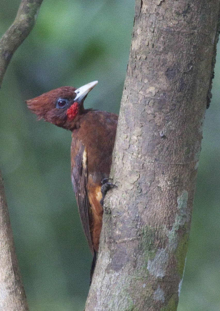 Chestnut Woodpecker - Dave Rintoul