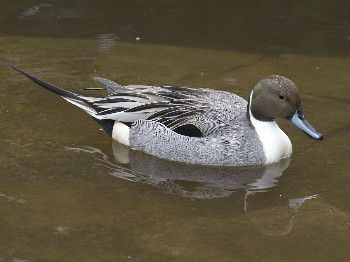 Northern Pintail - Dave Rintoul