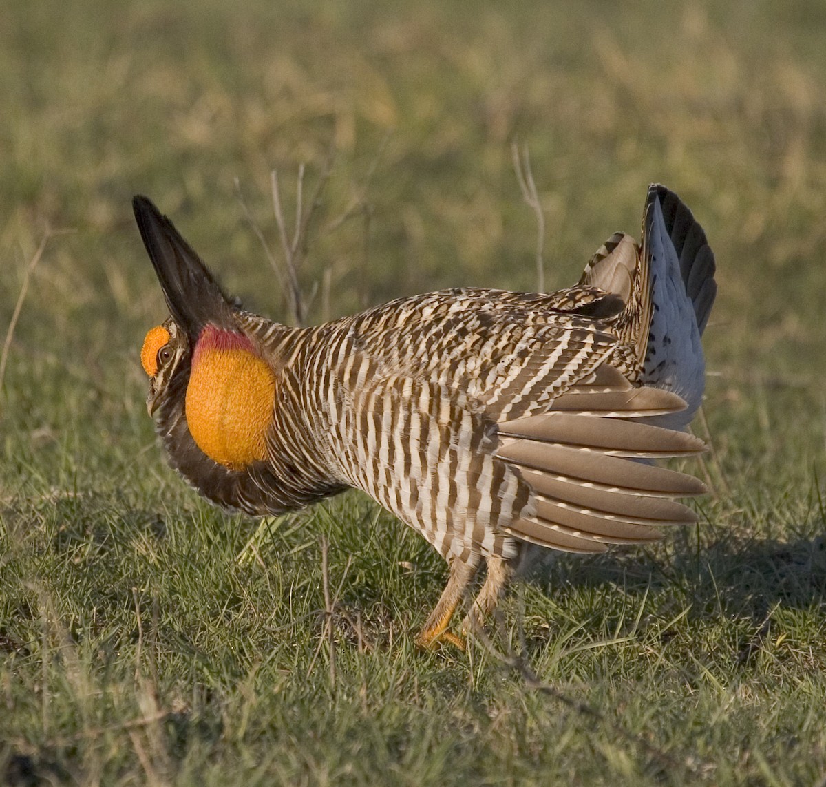 Greater Prairie-Chicken (pinnatus) - Dave Rintoul