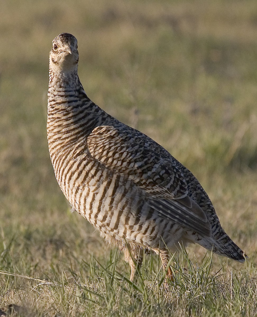 Greater Prairie-Chicken (pinnatus) - Dave Rintoul