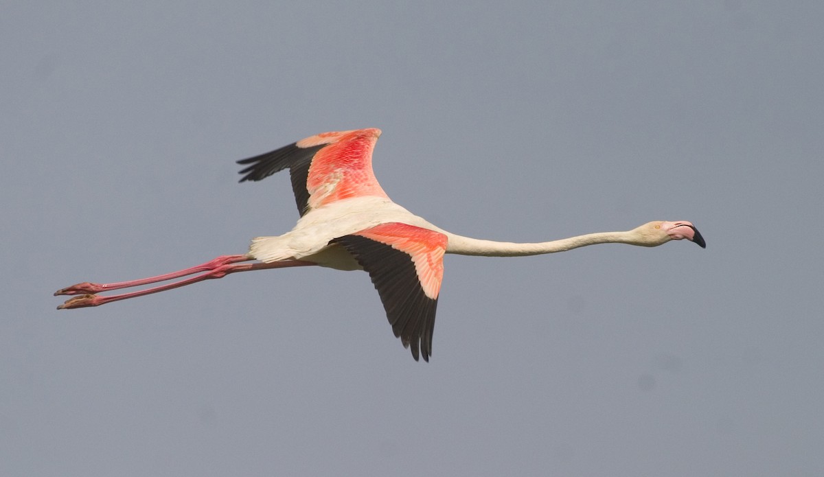 Greater Flamingo - Dave Rintoul