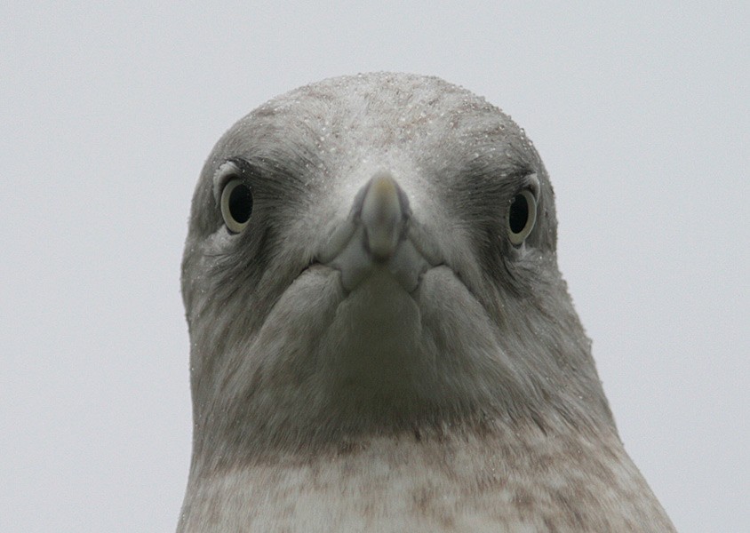 Iceland Gull - Aleix Comas