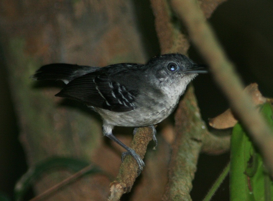 Band-tailed Antbird - ML205215011