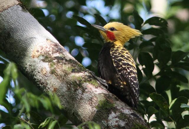 Photos - Blond-crested Woodpecker - Celeus flavescens - Birds of the World