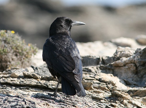 Cape Crow - Aleix Comas
