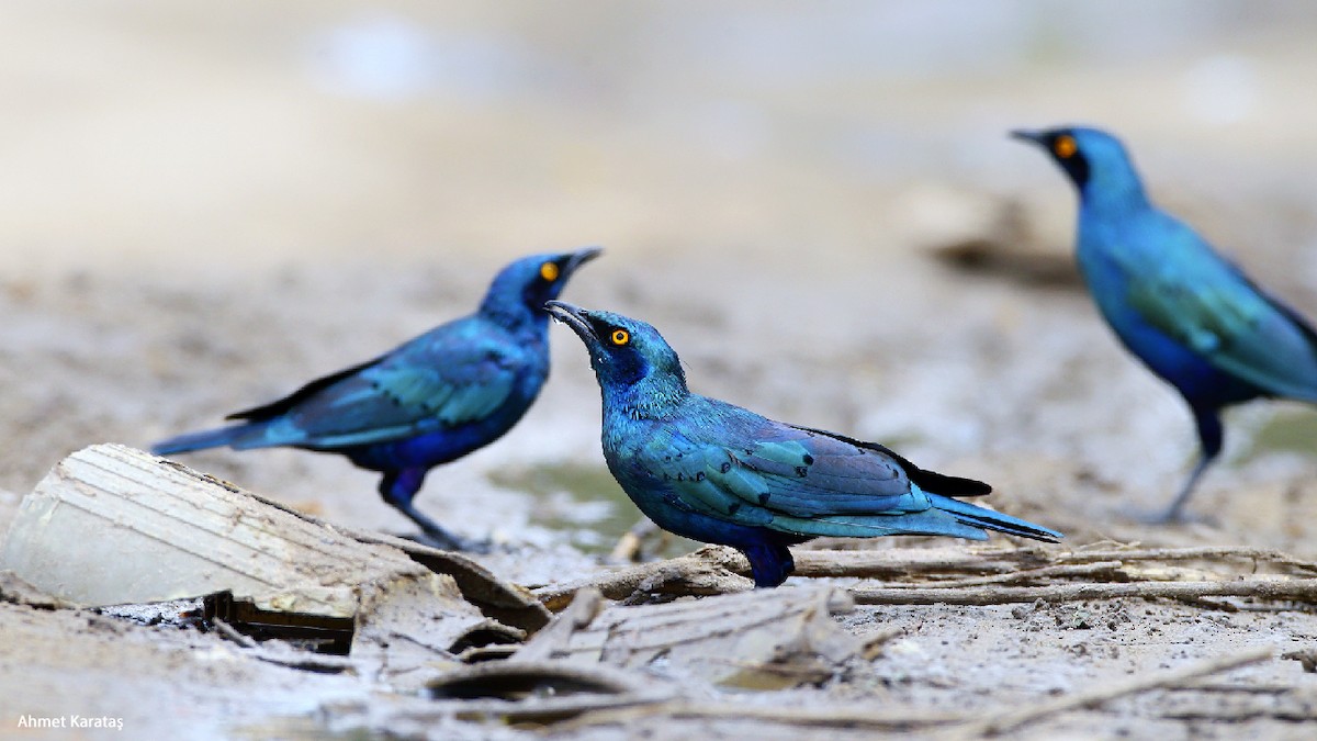 Greater Blue-eared Starling - ML205215421