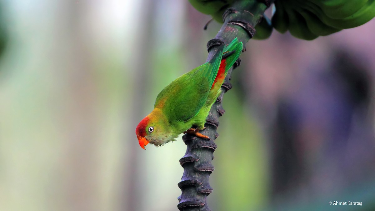 Sri Lanka Hanging-Parrot - Prof.Dr. Ahmet Karatash