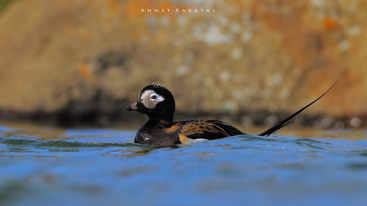 Long-tailed Duck - ML205215671