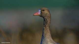 Greater White-fronted Goose, ML205215681