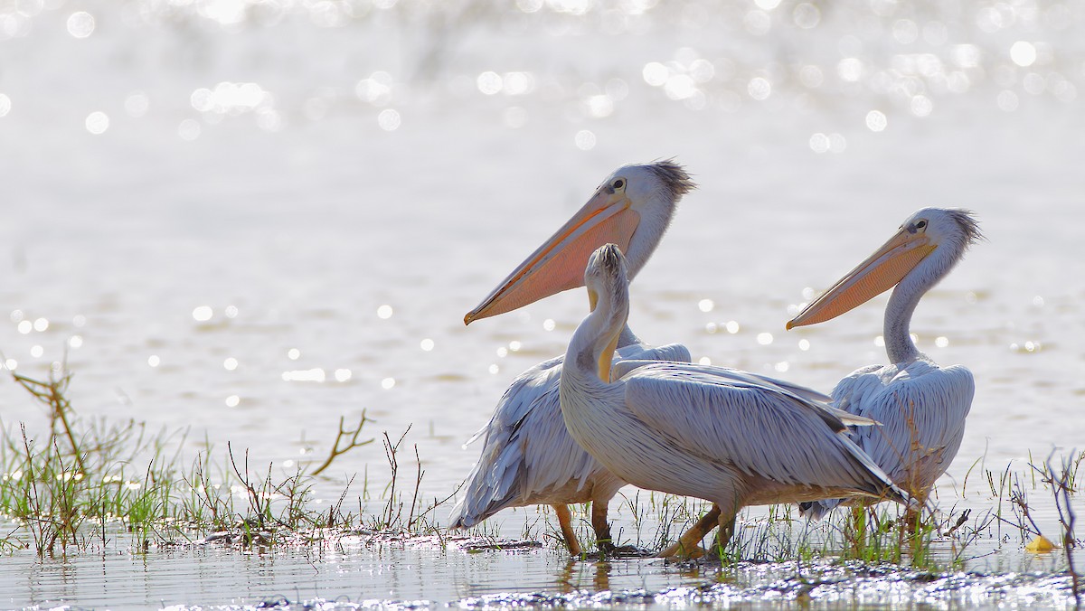 Pink-backed Pelican - ML205215741
