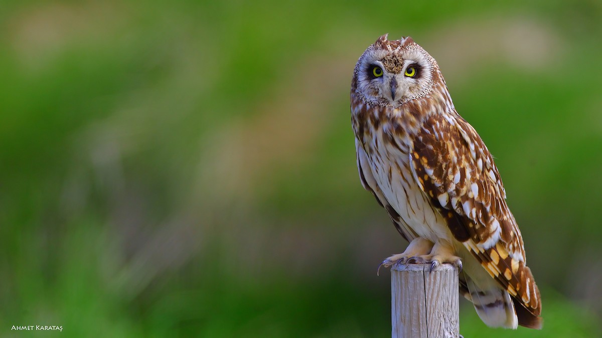Short-eared Owl (Northern) - Prof.Dr. Ahmet Karatash