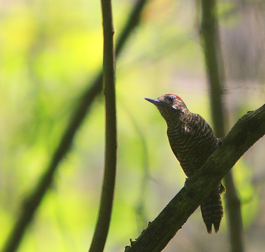 Dot-fronted Woodpecker - Carmelo López Abad