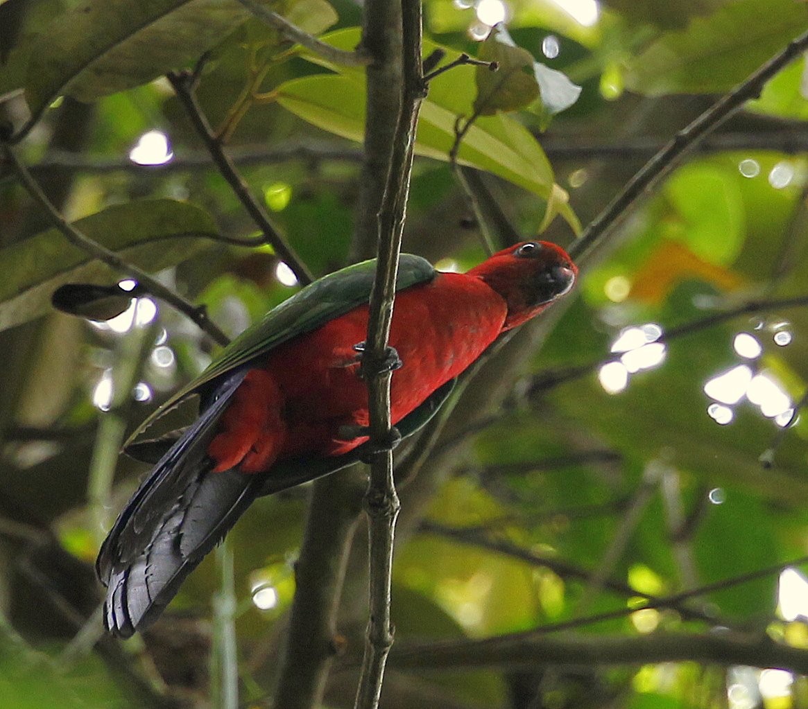 Papuan King-Parrot - ML205216241