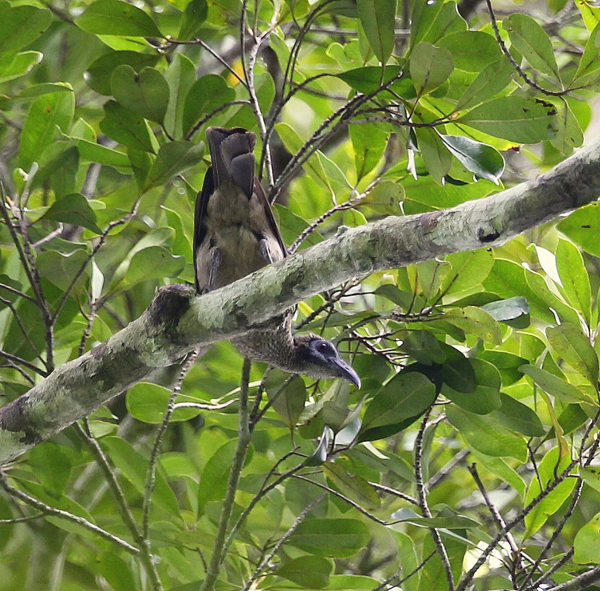 Helmeted Friarbird (New Guinea) - ML205216261