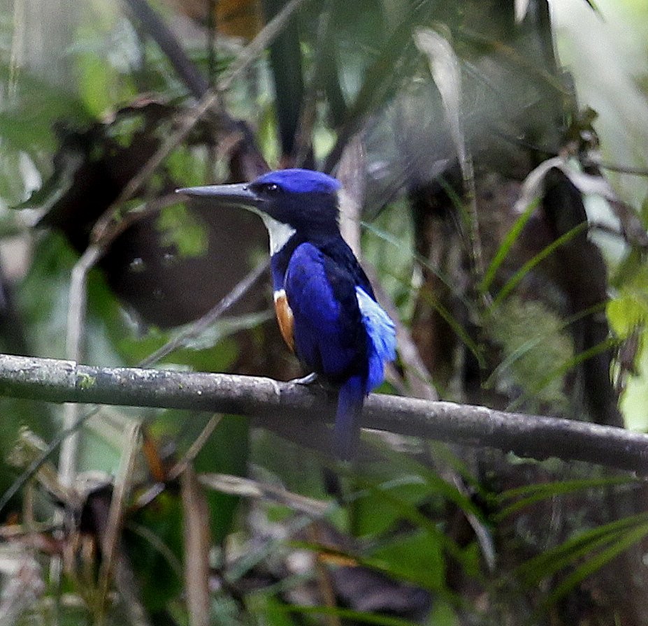 Blue-black Kingfisher - ML205216271
