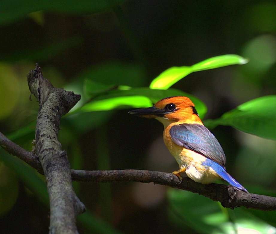 Yellow-billed Kingfisher - Carmelo López Abad