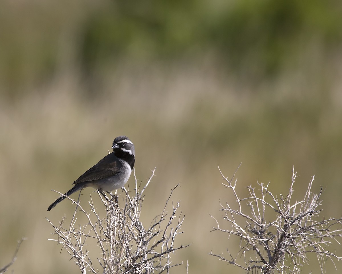 Black-throated Sparrow - Dave Rintoul