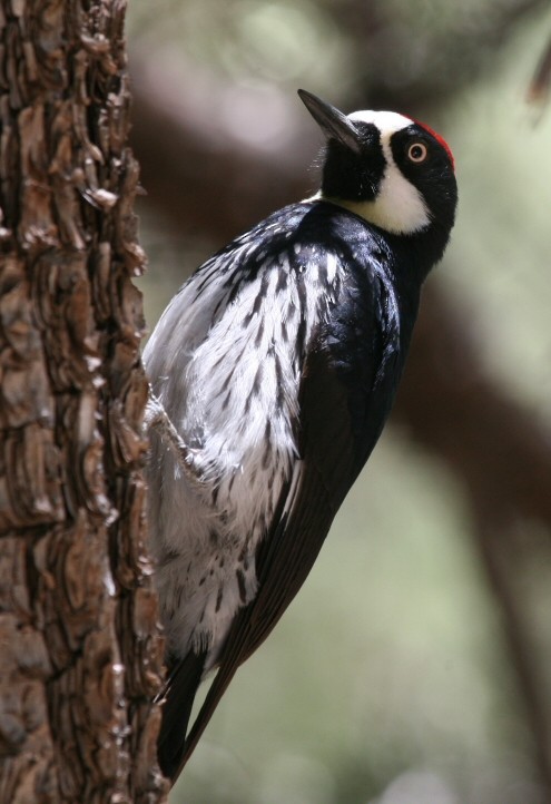 Acorn Woodpecker (Acorn) - Dave Rintoul
