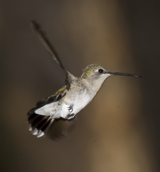 Black-chinned Hummingbird - Dave Rintoul