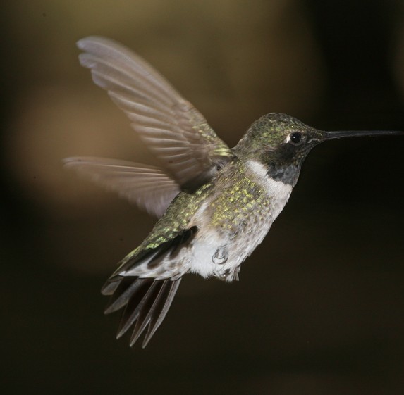 Black-chinned Hummingbird - Dave Rintoul