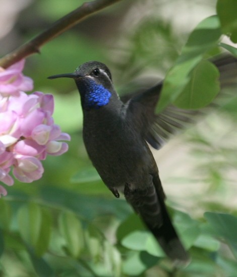 Blue-throated Mountain-gem - Dave Rintoul