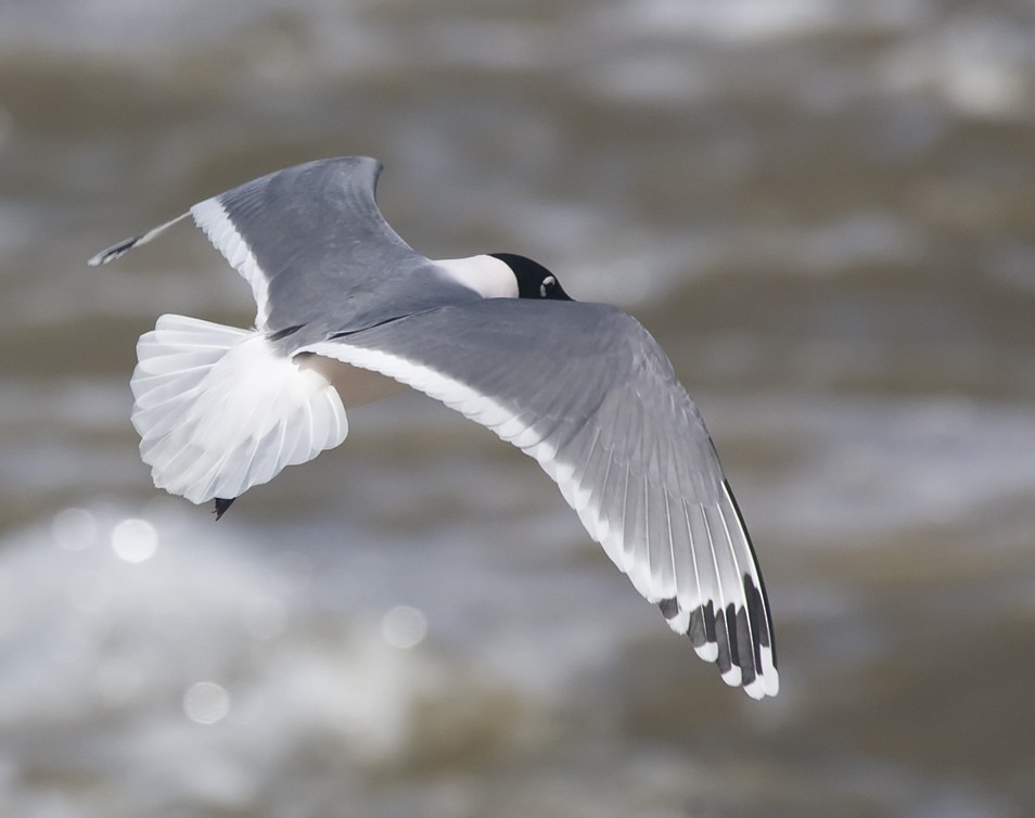Franklin's Gull - Dave Rintoul