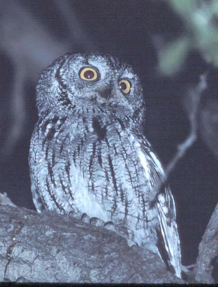 Whiskered Screech-Owl - Dave Rintoul