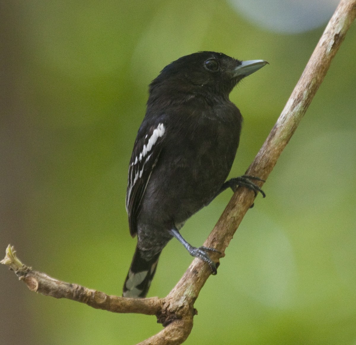 White-winged Becard - Dave Rintoul