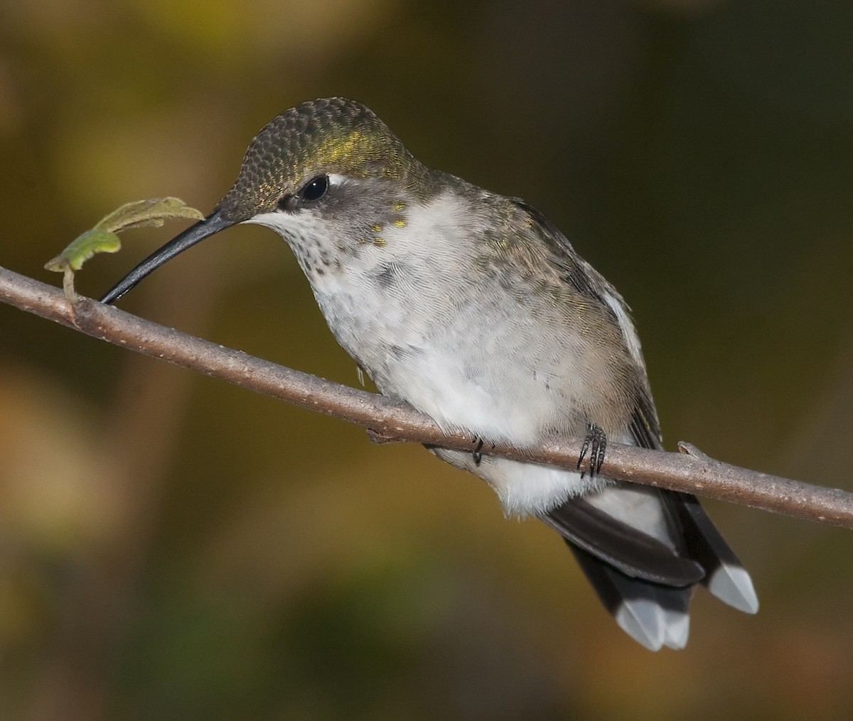Ruby-throated Hummingbird - ML205216831