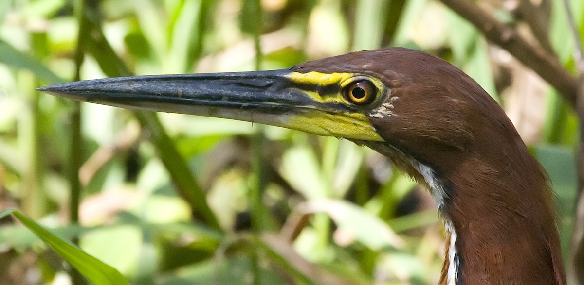 Rufescent Tiger-Heron - Dave Rintoul