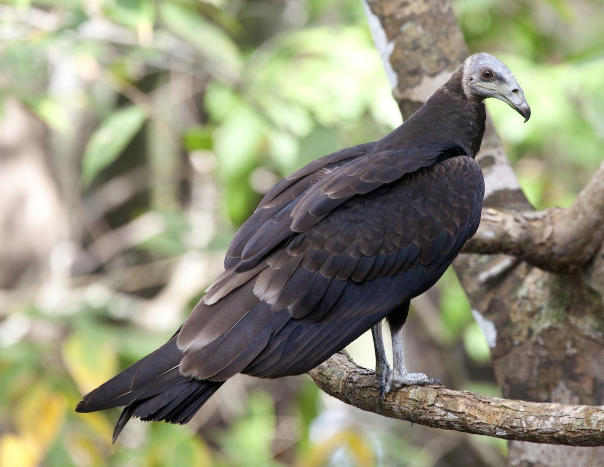 Lesser Yellow-headed Vulture - ML205216891