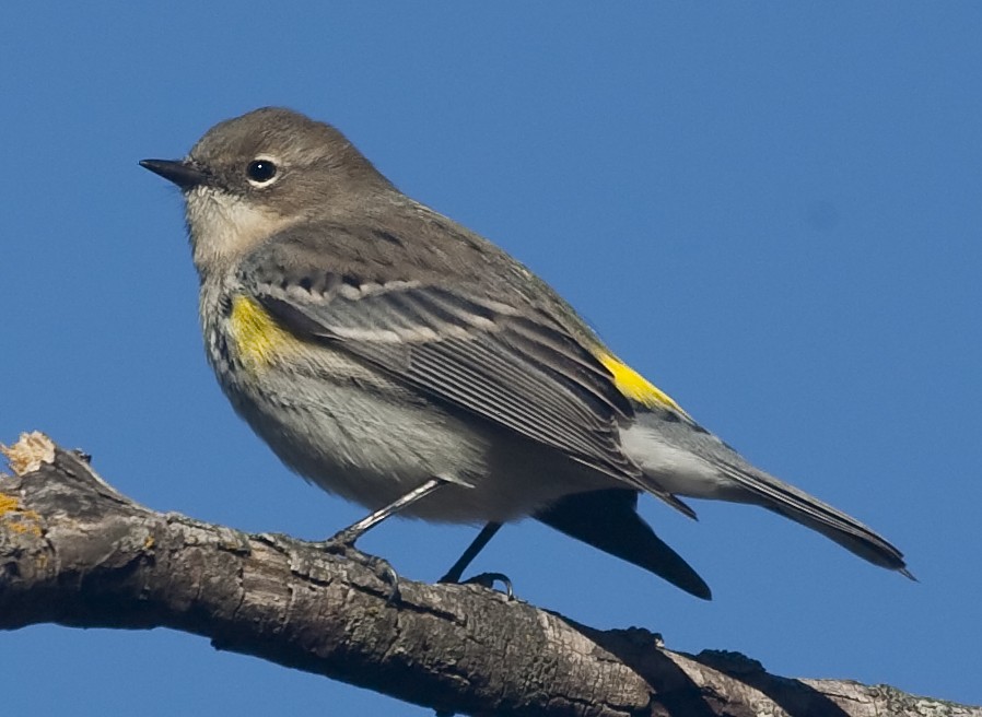 Yellow-rumped Warbler (Myrtle) - Dave Rintoul